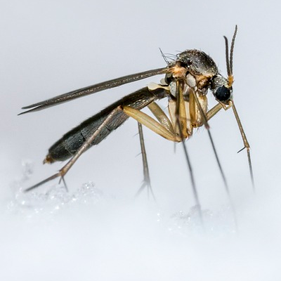 Mosquito